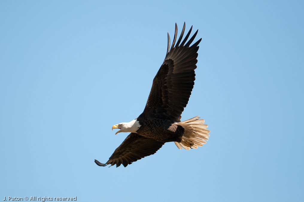 Eagle in Flight   Prairie Lakes Road, Three Lakes Wildlife Management Area, Florida