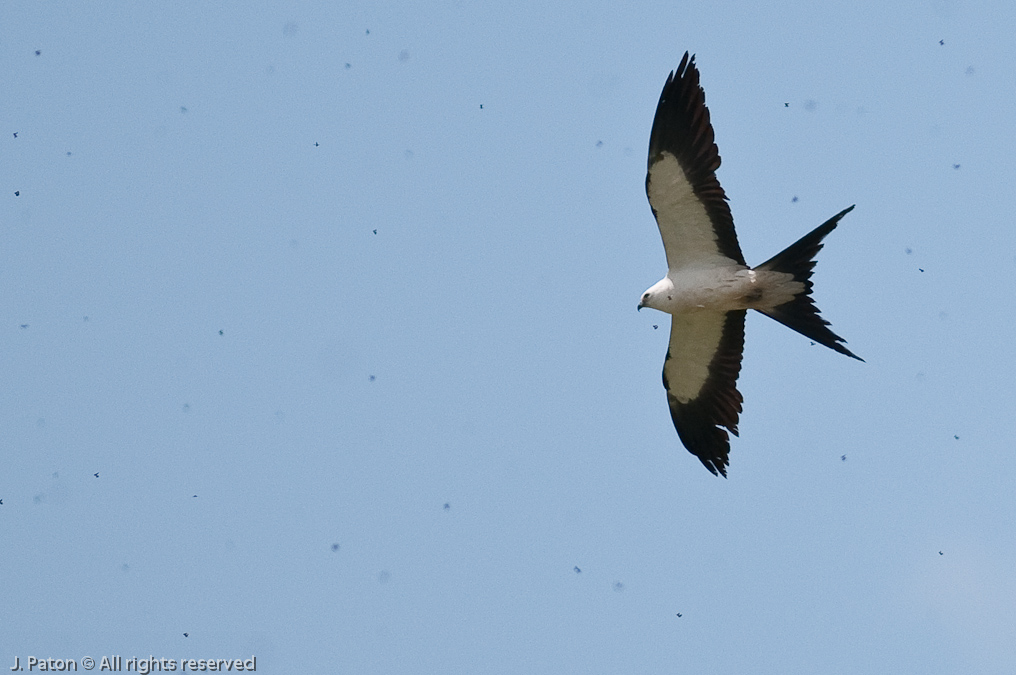 Swallow-tailed Kite and Many Many Love Bugs   Melbourne, Florida