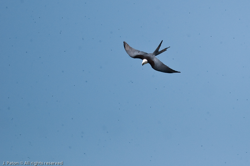 Swallow-tailed Kite and Many Many Love Bugs   Melbourne, Florida