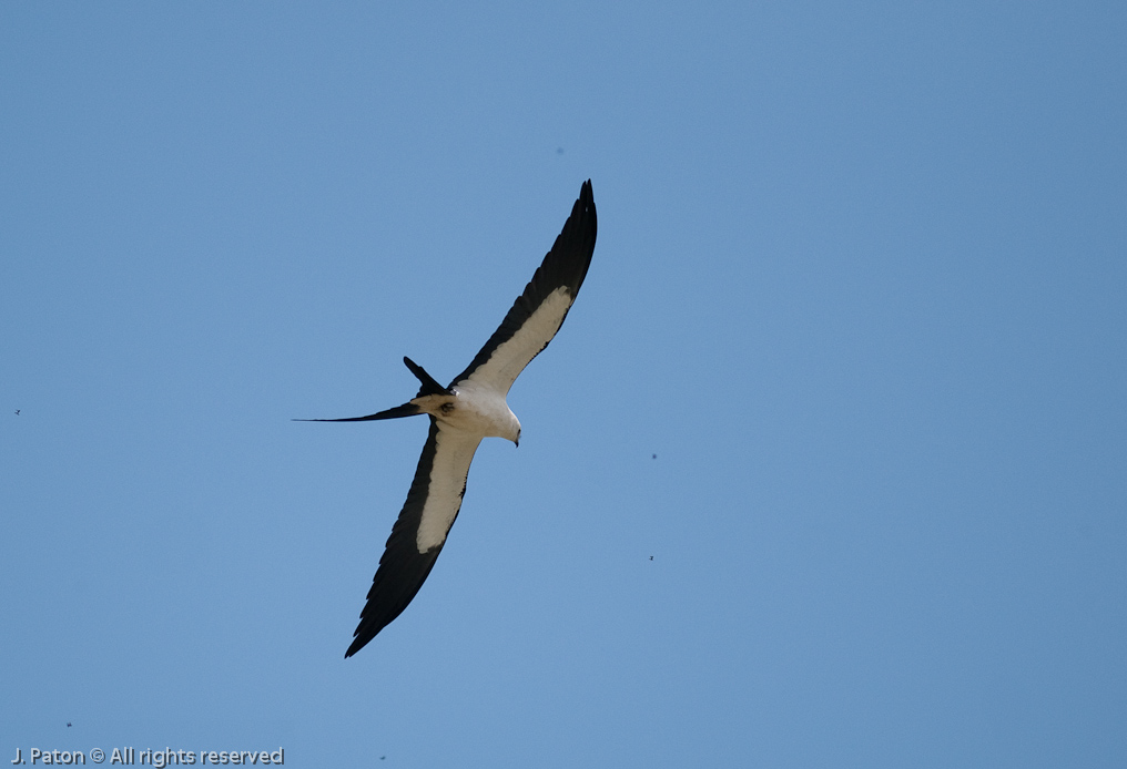 Swallow-tailed Kite and Many Many Love Bugs   Melbourne, Florida