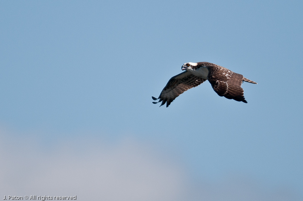 Osprey   Lake Jackson, Florida