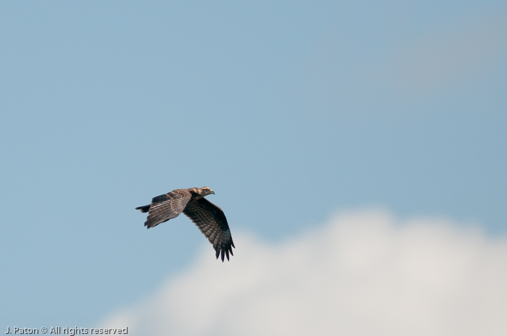 Northern Harrier?   Lake Jackson, Florida