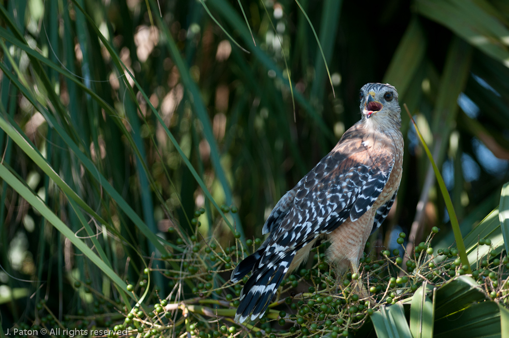 Red-shouldered Hawk   Viera Wetlands, Florida