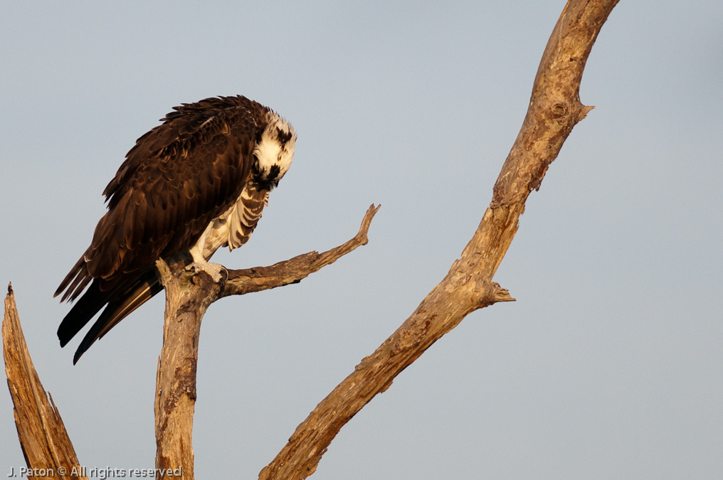 Osprey with One Eye on Me   Viera Wetlands, Florida