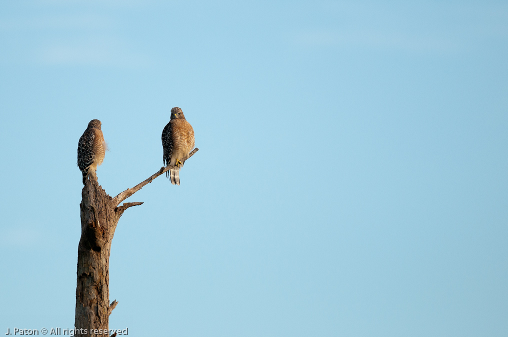 Red-shouldered Hawks   Viera Wetlands, Florida