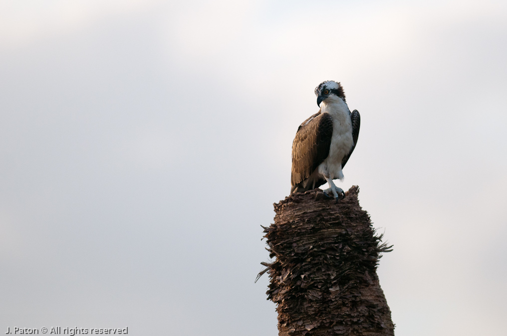 Osprey   Viera Wetlands, Florida