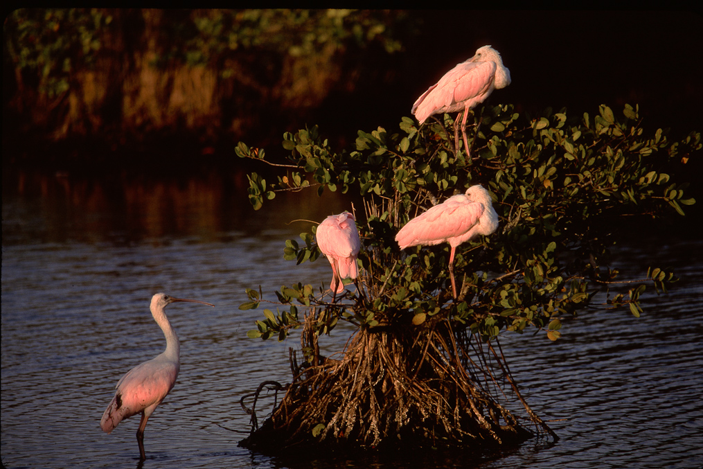    Black Point Drive, Merritt Island Wildlife Refuge 