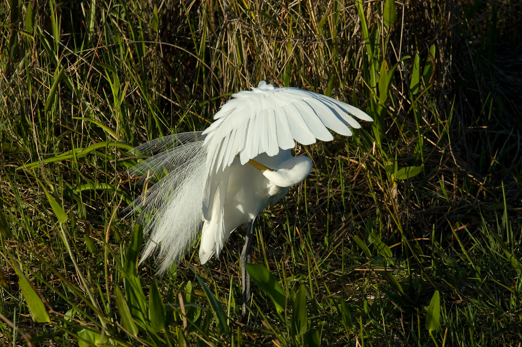 Great Egret   Everglades National Park 