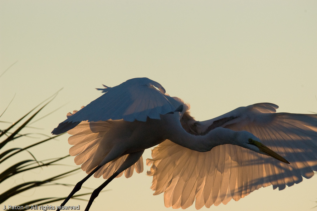 Backlit Great Egret   Viera Wetlands 