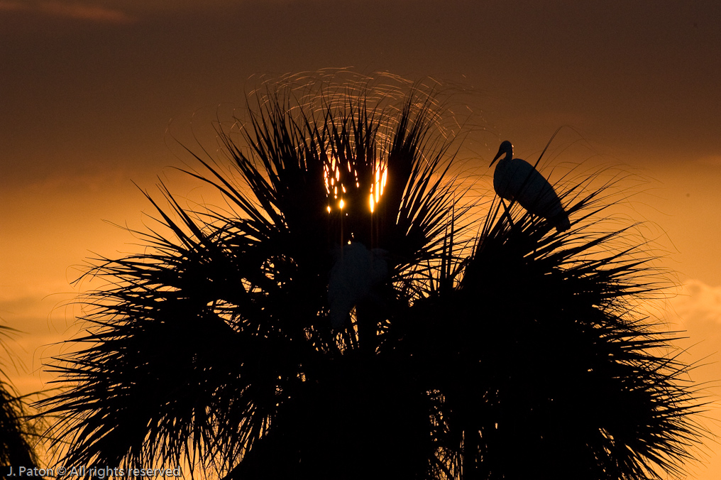 Great Egrets at Sunset   Viera Wetlands 