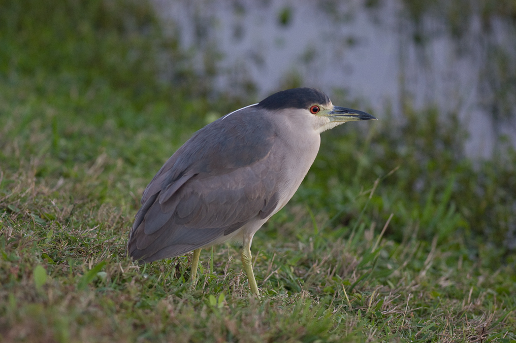 Black-Crowned Night Heron   Viera Wetlands 