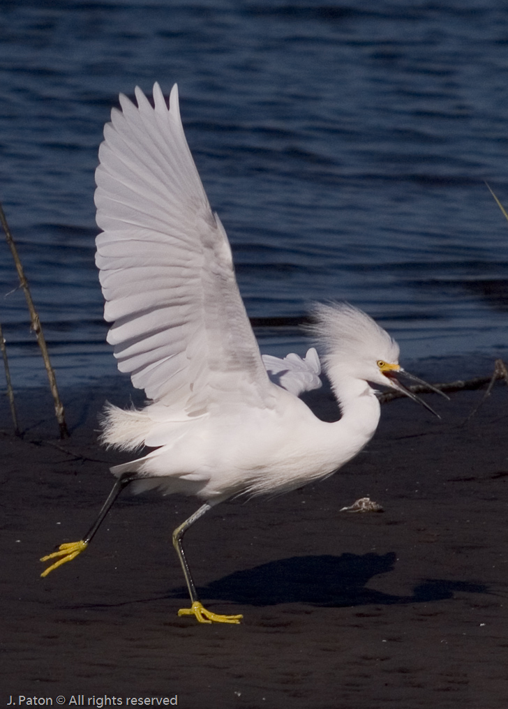 Snowy Egret   Black Point Drive, Merritt Island Wildlife Refuge 