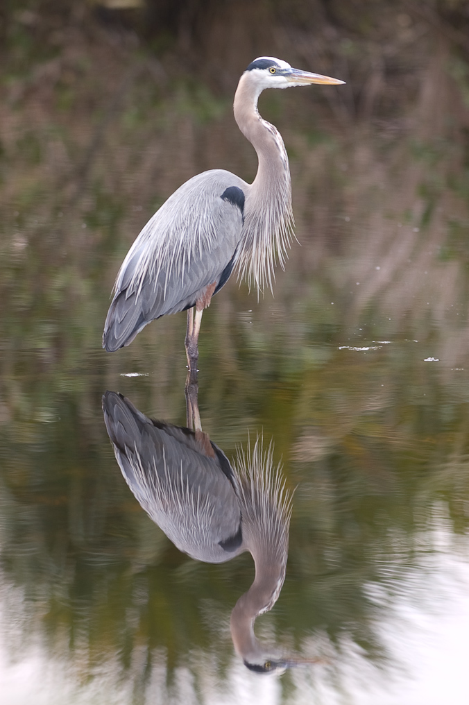 Great Blue Heron   Black Point Drive, Merritt Island Wildlife Refuge 