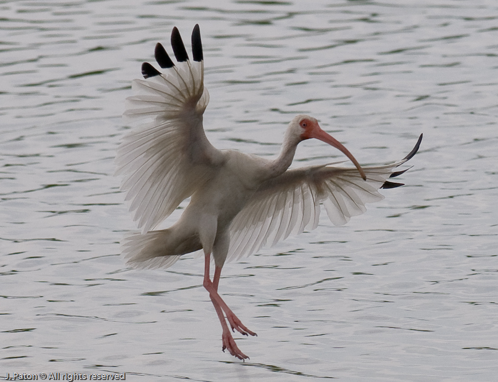 Ibis on a Cloudy Day   Black Point Drive, Merritt Island Wildlife Refuge 