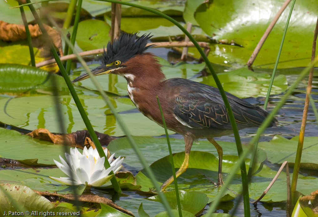 Green Heron   Viera Wetlands 