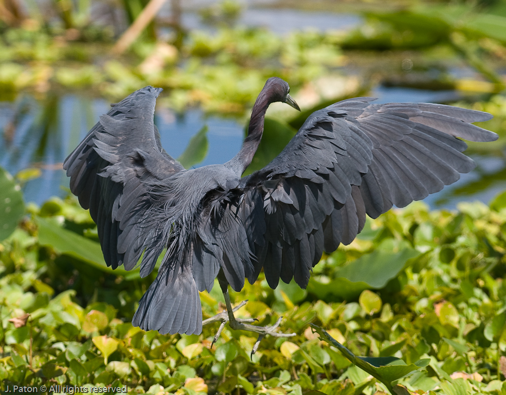 Little Blue Heron Landing   Orlando Wetlands 