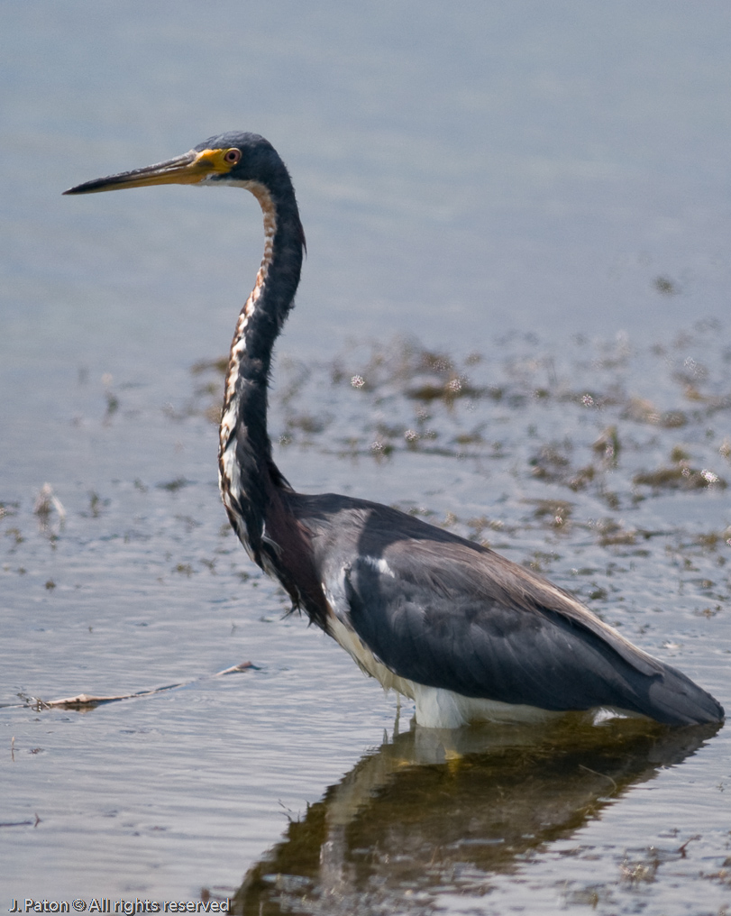 Tricolor Heron   Viera Wetlands 