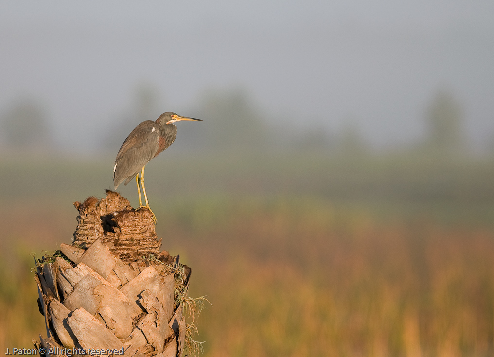 Tricolor Heron in the Morning   Viera Wetlands 