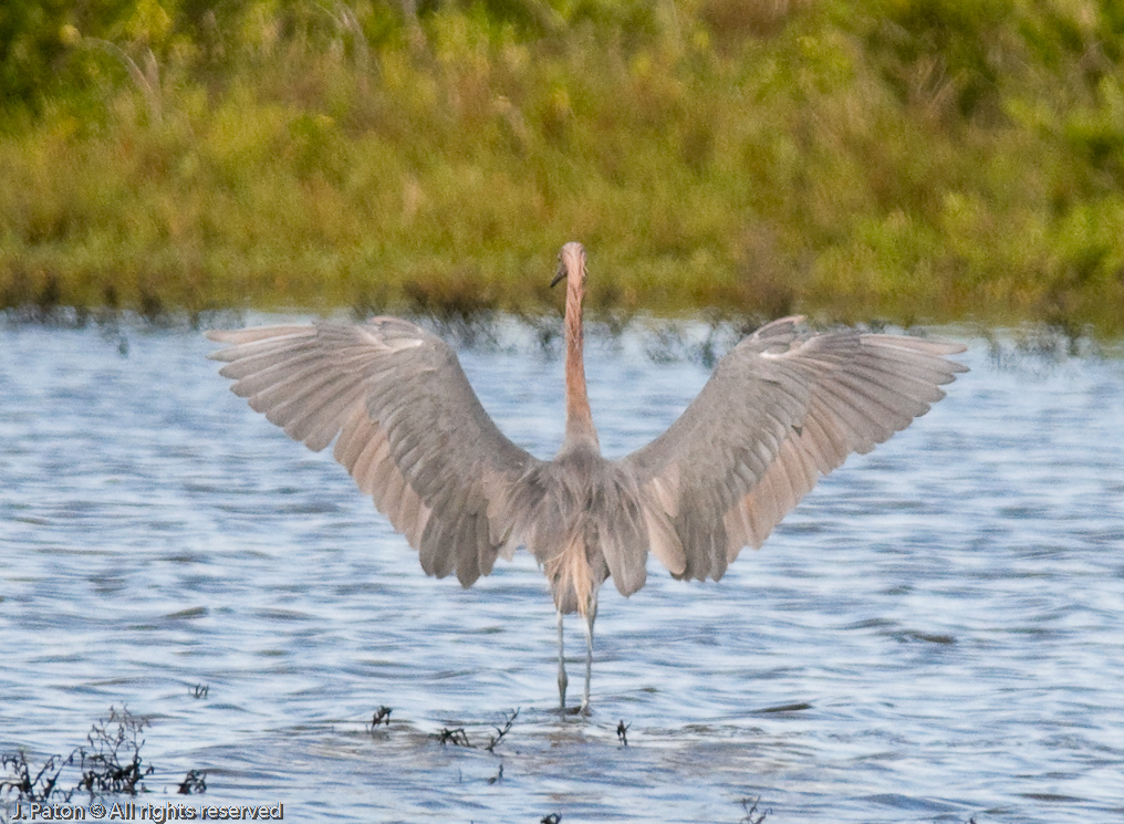    Black Point Drive, Merritt Island National Wildlife Refuge 