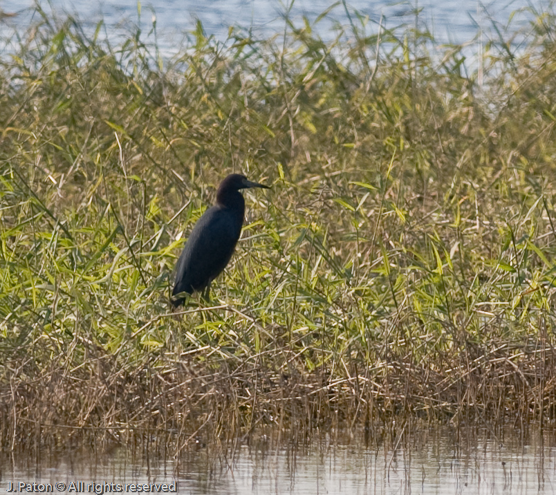 Little Blue Heron?   Moccasin Island Tract, River Lakes Conservation Area 