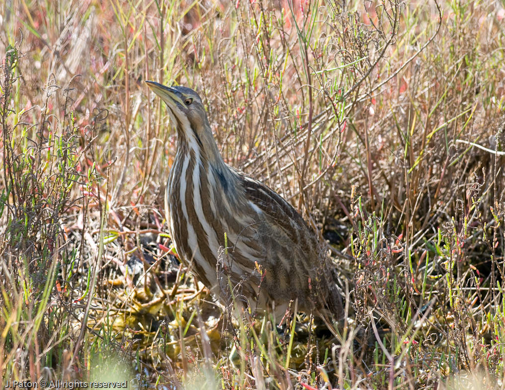 American Bittern   Black Point Drive, Merritt Island Wildlife Refuge, Florida 