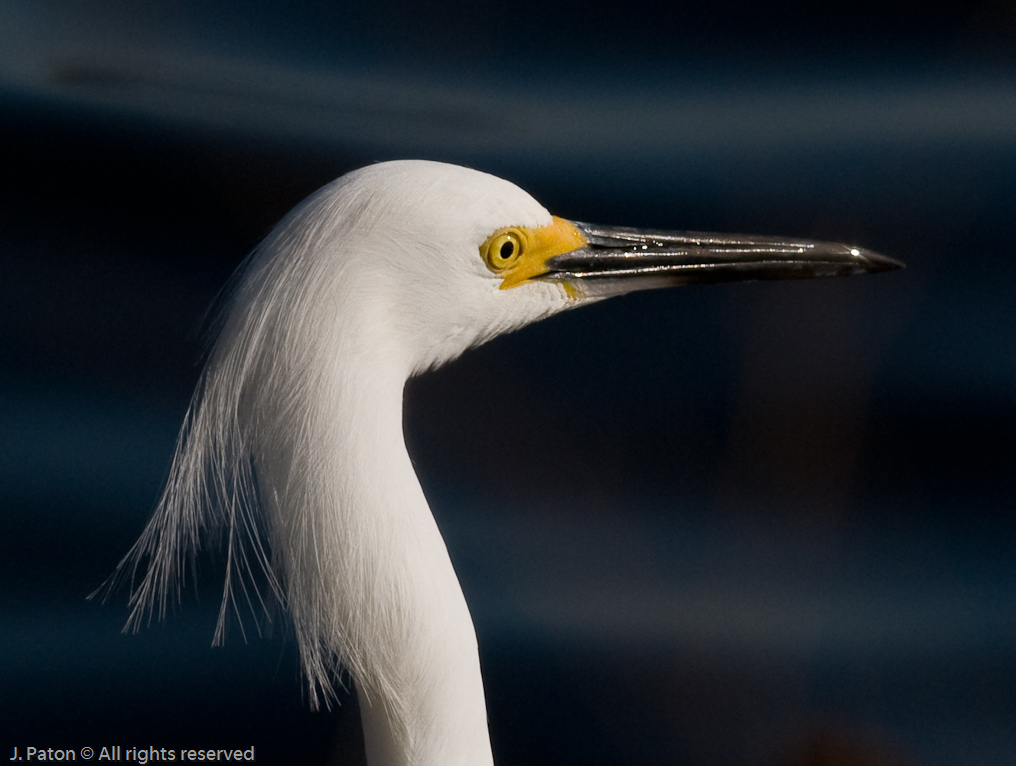 Snowy Egret   Cruickshanks Trail, Merritt Island Wildlife Refuge, Florida 