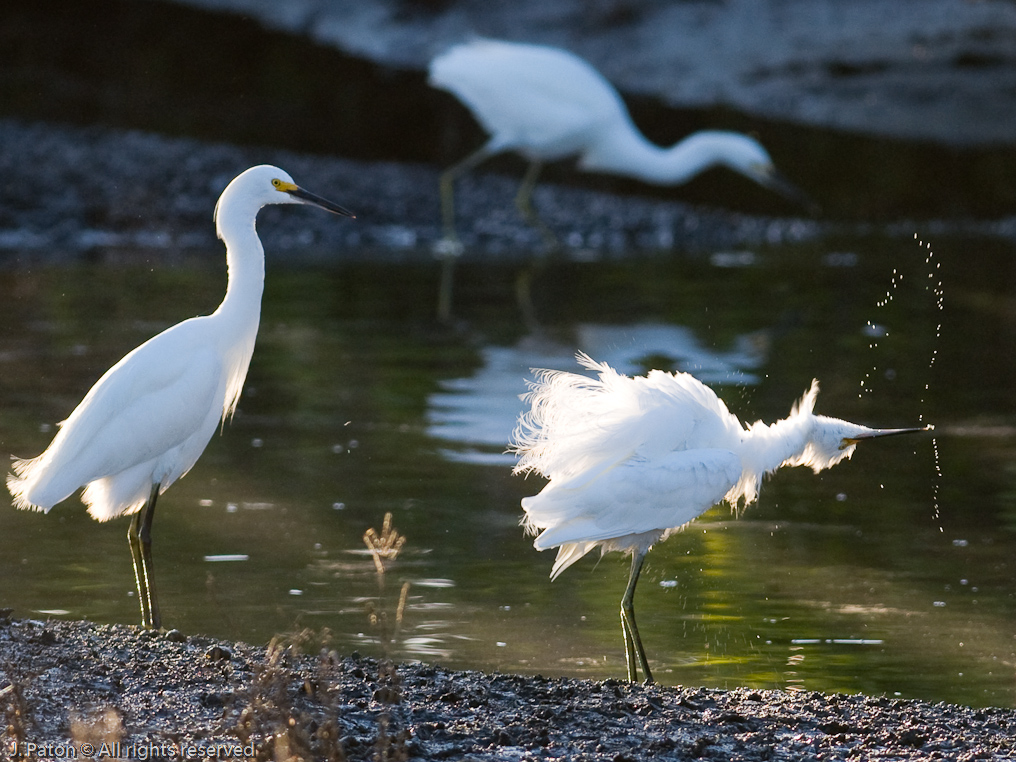 Snowy Egret   Black Point Drive, Merritt Island Wildlife Refuge, Florida 