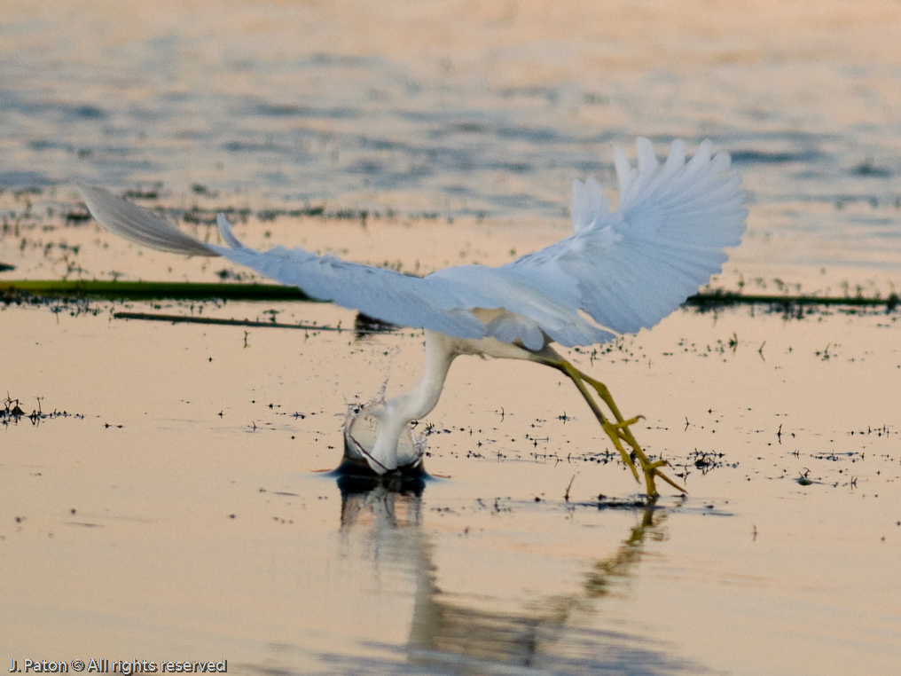 Snowy Egret Feeding   Viera Wetlands, Florida 