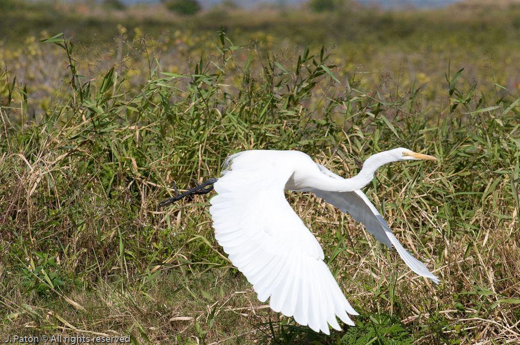    Black Point Drive, Merritt Island Wildlife Refuge, Florida 