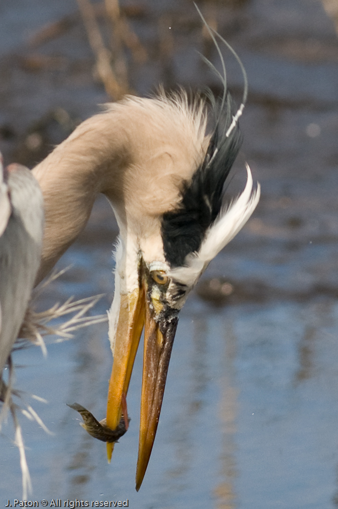 Great Blue Heron with a Fish Problem   Black Point Drive, Merritt Island Wildlife Refuge, Florida 