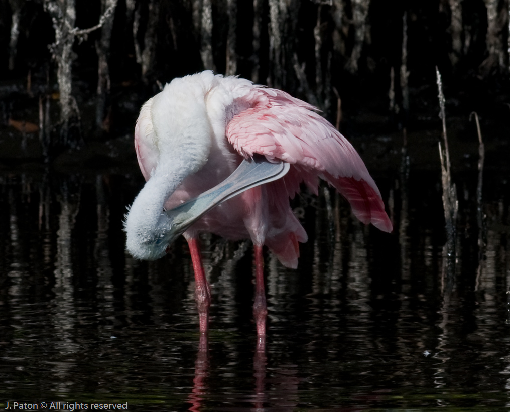 Roseate Spoonbill   Black Point Drive, Merritt Island Wildlife Refuge, Florida 