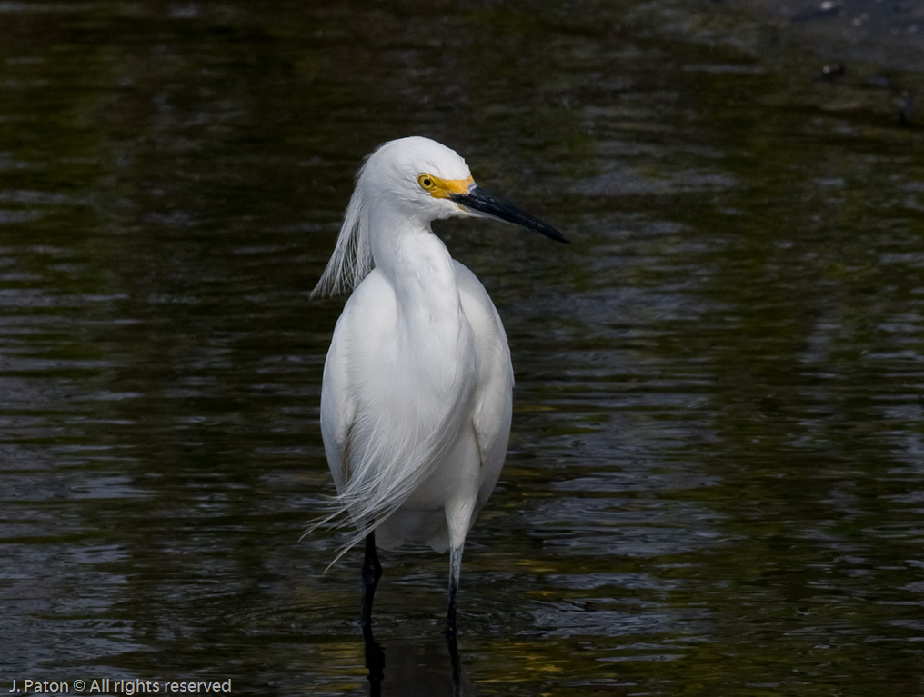 Snowy Egret Closeup   Black Point Drive, Merritt Island Wildlife Refuge, Florida 