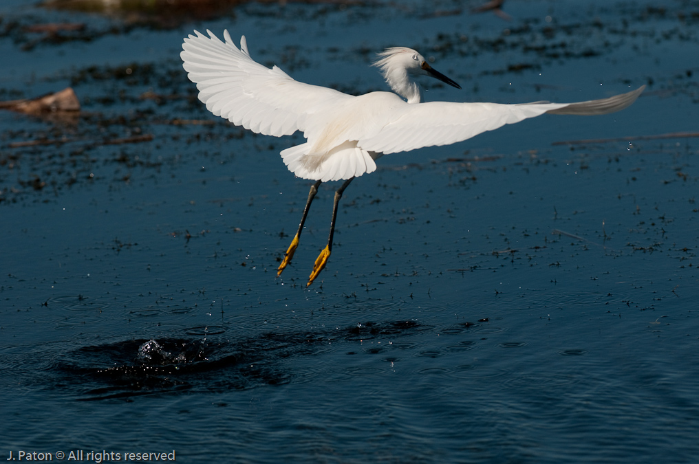 Snowy Egret   Viera Wetlands, Florida 