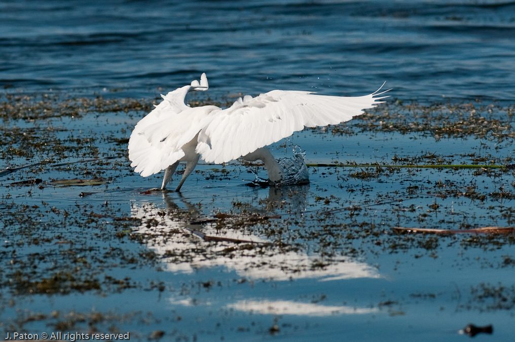 Snowy Egret   Viera Wetlands, Florida 