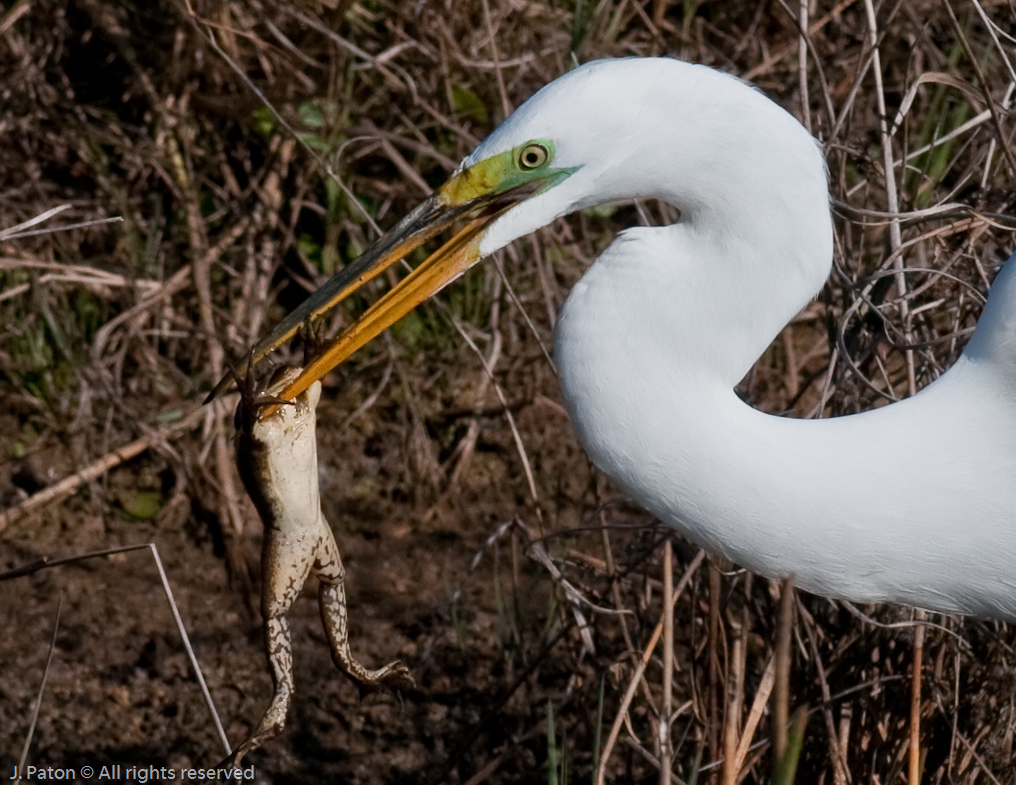 Great Egret With Catch   Viera Wetlands, Florida 