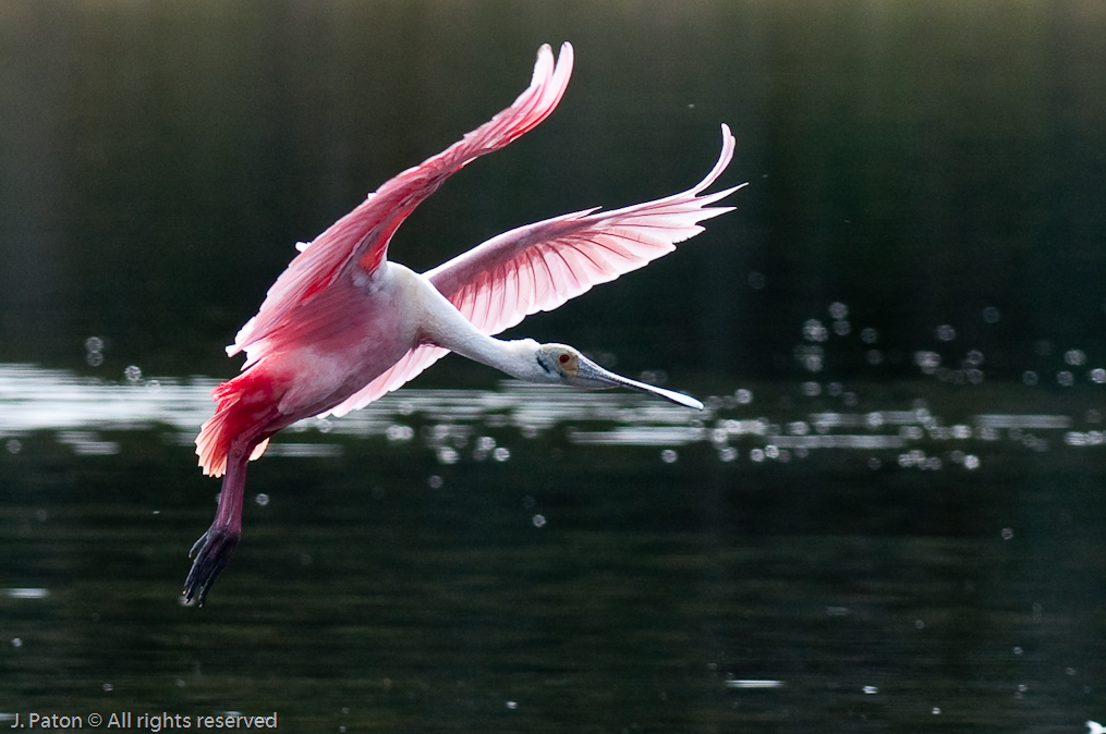 Roseate Spoonbill  and Landing   Black Point Drive, Merritt Island National Wildlife Refuge, Florida 