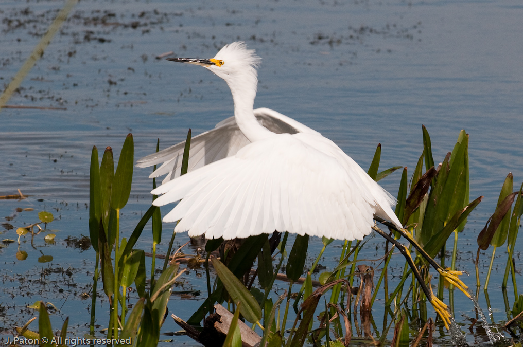 Snowy Egret in Flight   Viera Wetlands, Florida 