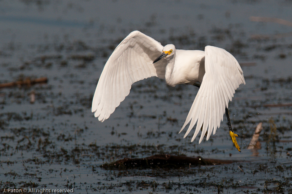 Snowy Egret in Flight   Viera Wetlands, Florida 