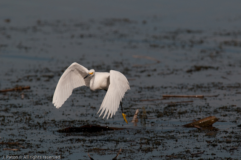 Snowy Egret in Flight   Viera Wetlands, Florida 