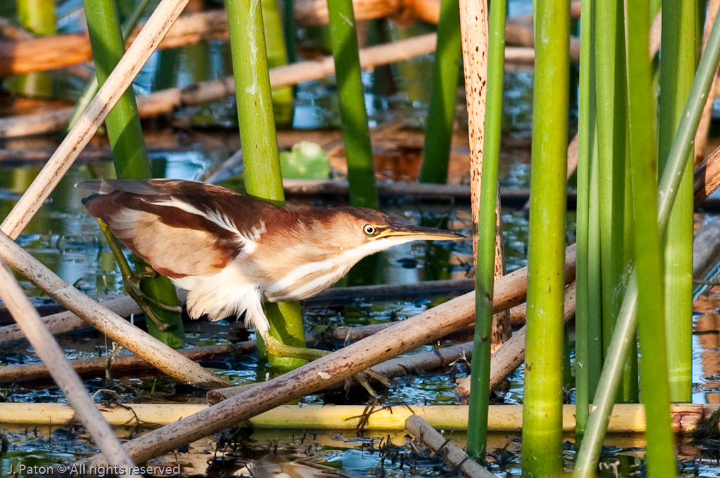 Least Bittern   Viera Wetlands, Florida 