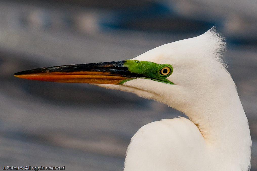 Great Egret   Viera Wetlands, Florida 