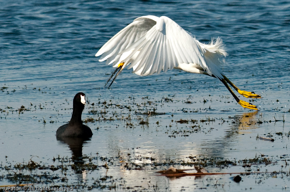 Snowy Egret Sneak Attack (Depth of Field Accident)   Viera Wetlands, Florida 