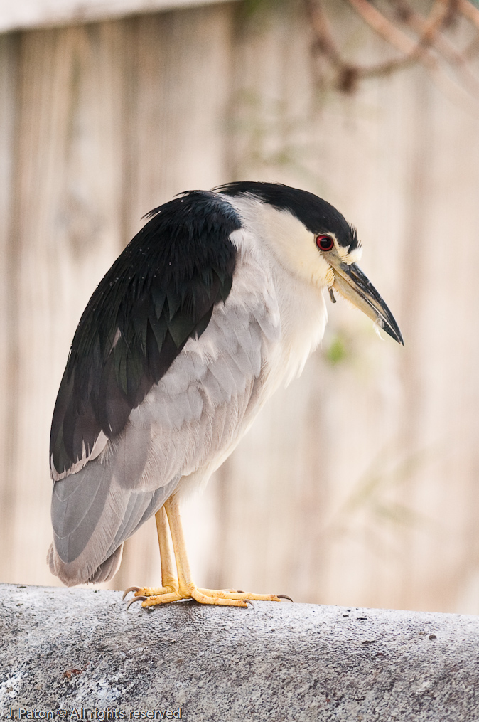 Black-Crowned Night Heron   Viera Wetlands, Florida 