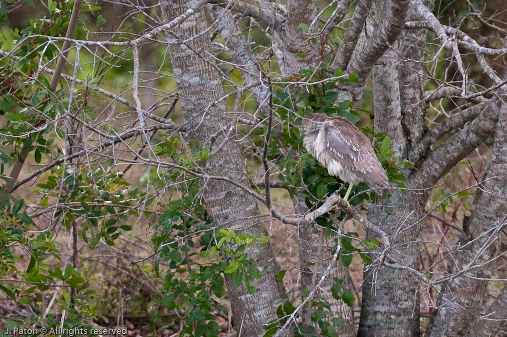 Very Young Black-Crowned Night Heron   Viera Wetlands, Florida 