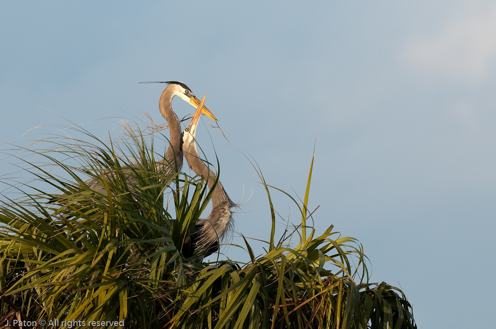 Nesting Time   Viera Wetlands, Florida 