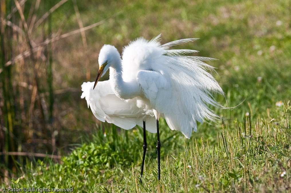 Great Egret   Viera Wetlands, Florida 