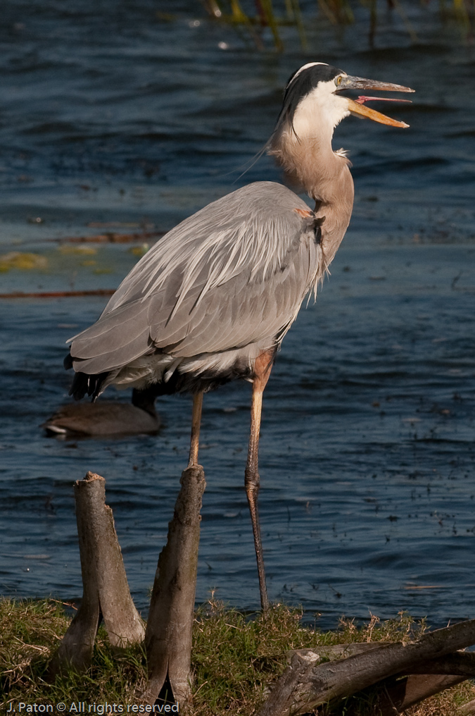 Great Blue Heron Making Some Noise   Viera Wetlands, Florida 