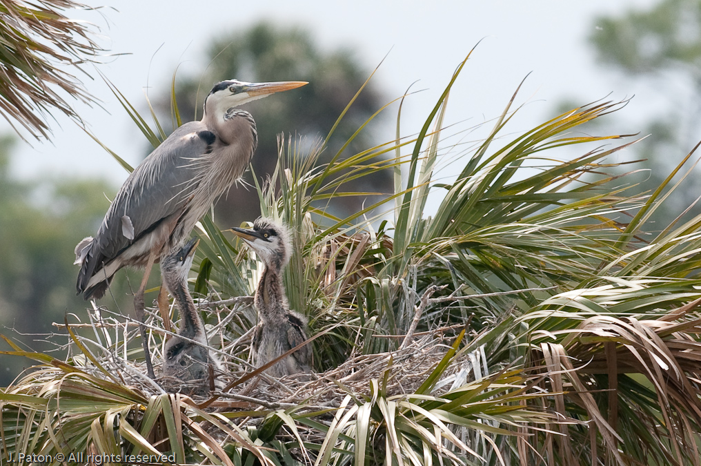 Great Blue Heron Chicks Looking Hungry   Viera Wetlands, Florida 