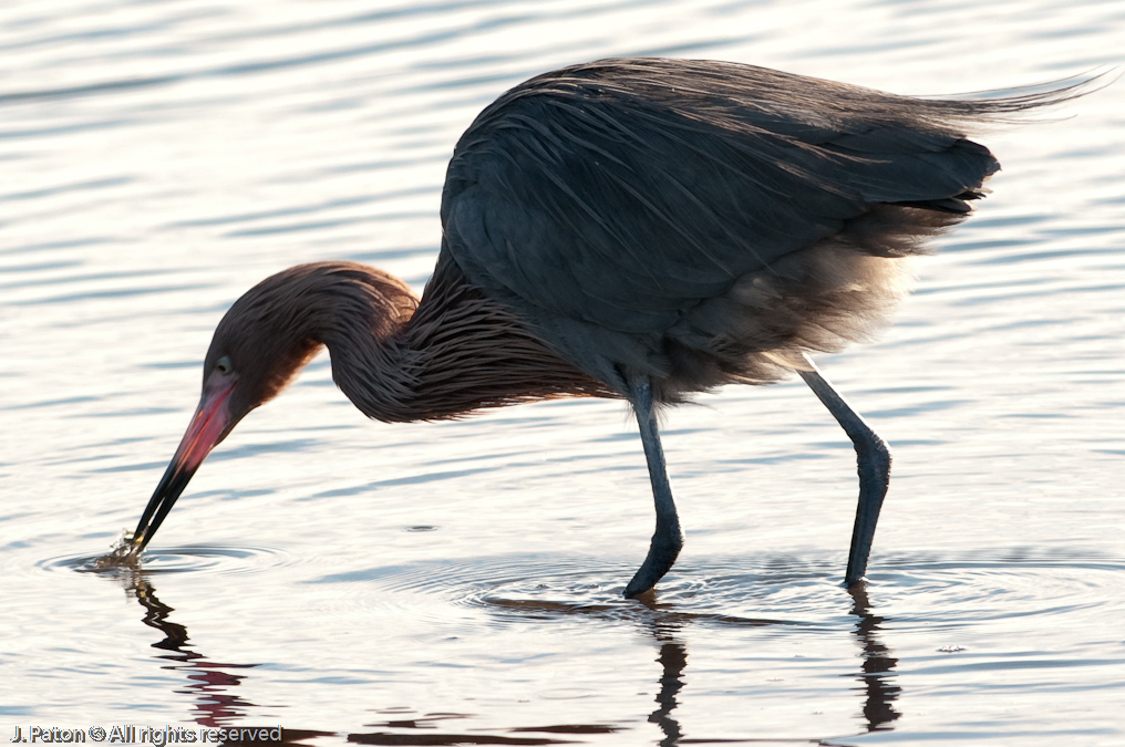 Reddish Egret   Black Point Drive, Merritt Island National Wildlife Refuge, Florida 