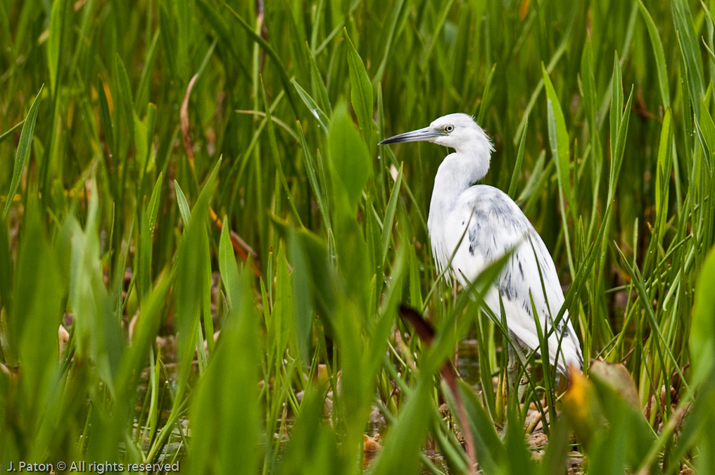 Immature Little Blue Heron Just about to turn blue   Viera Wetlands, Florida 